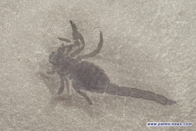 عمرها نحو 125 مليون عام.. العثور على أحفورة عقرب في الصين